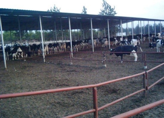 Nikitas (Güneşköy) halkı eylem hazırlığında Nikitas (Güneşköy) halkı eylem hazırlığında
