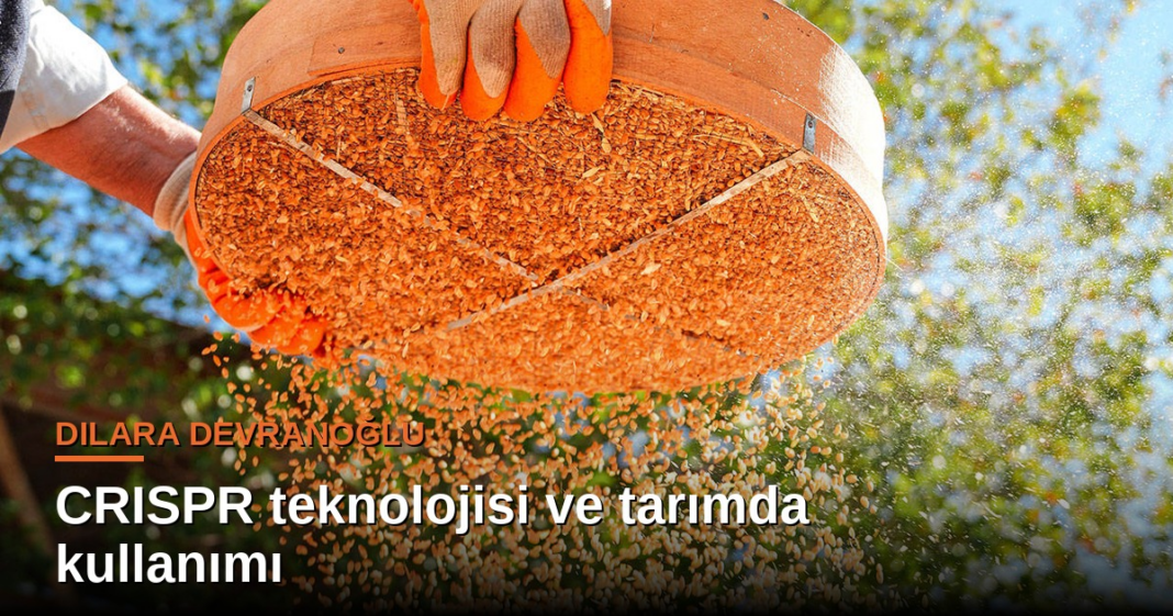 Dilara Devranoğlu yazdı: CRISPR teknolojisi ve tarımda kullanımı Dilara Devranoğlu yazdı: CRISPR teknolojisi ve tarımda kullanımı